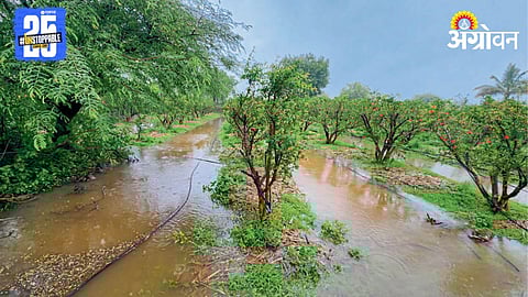 Monsoon Rain