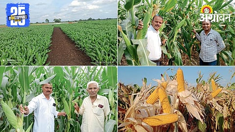 Maize Farming