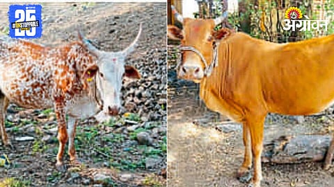 Khamgaon Cattle Breed