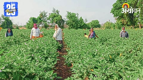Brinjal Farming