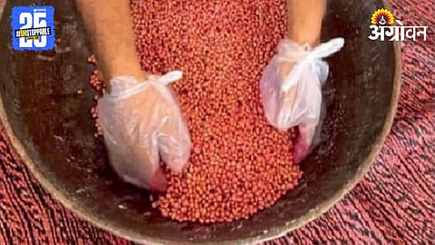 Seed Treatment