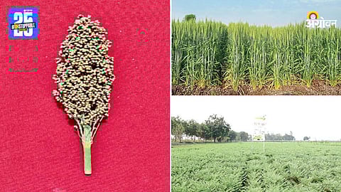 Crop Variety