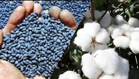 Cotton Seeds