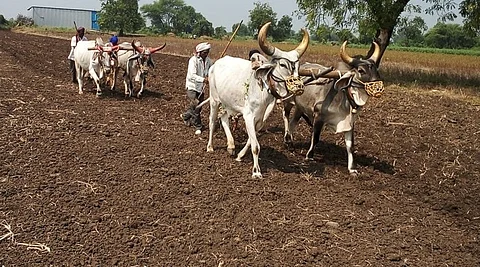 Kharif Area Khandesh