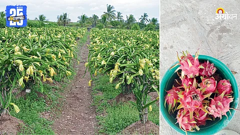 Dragon Fruit Farming