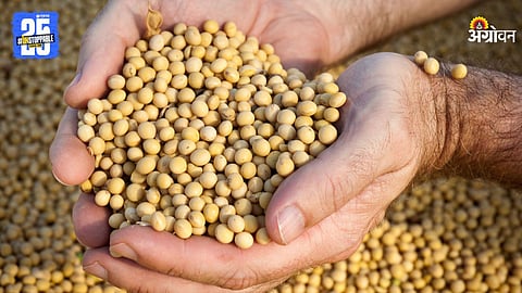 Soybean MSP