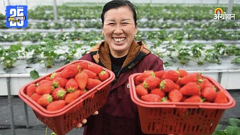 Strawberry Production