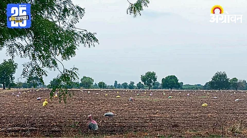 Saline Soil Farming