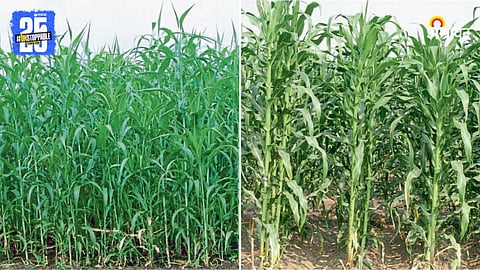 Green Fodder