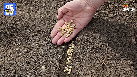 Soybean