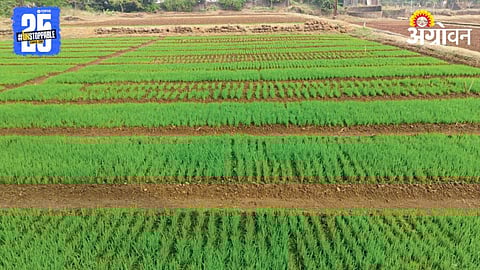 Paddy Farming