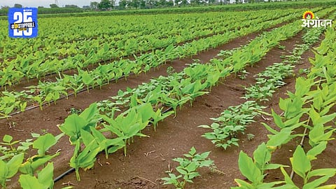 Turmeric Farming