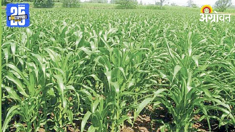 Fertilizer Management