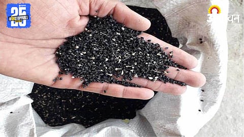 Onion Seed
