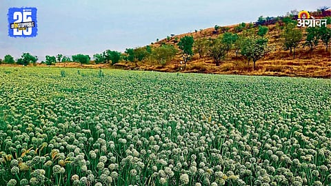 Onion Seeds Crop