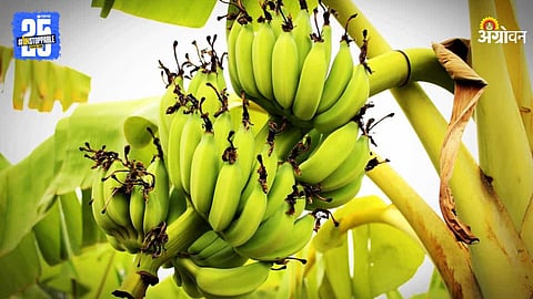 Banana