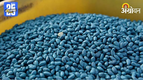 Cotton Seed