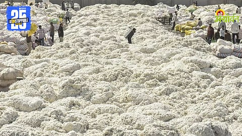 Cotton Market