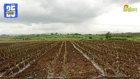 Sugarcane Farming