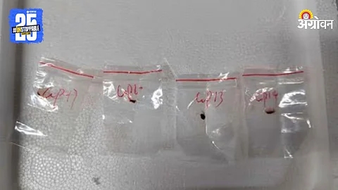 Fusarium Fungus