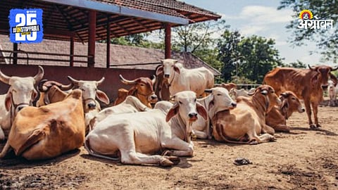 Desi Cow