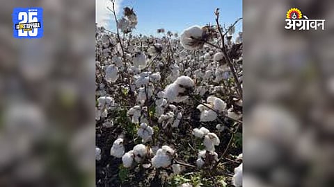 Cotton Cultivation