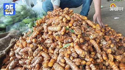 Turmeric