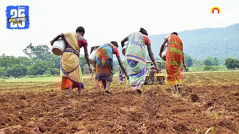 Maize Farming