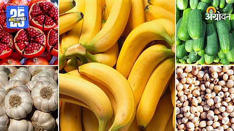 Agriculture Market Product