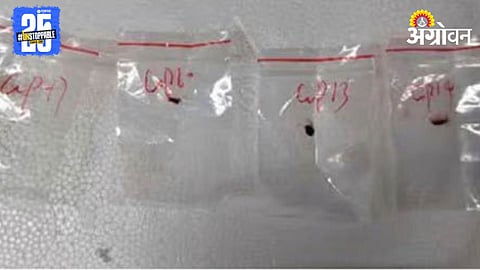 Fungus Smuggling : चीनकडून अमेरिकेला धोका