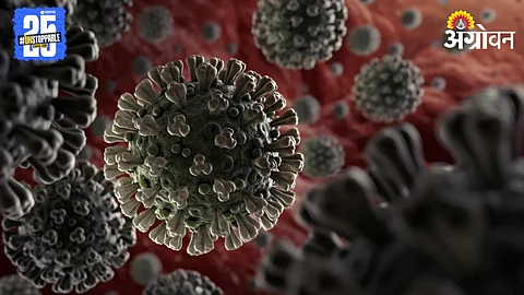 Corona Virus