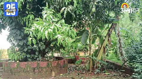 Crop Damage