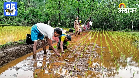 Paddy Farming