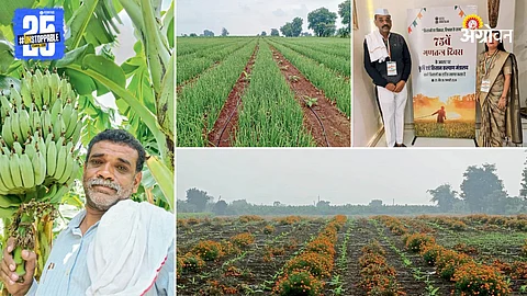 Banana Farming