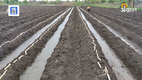 Sugar Production