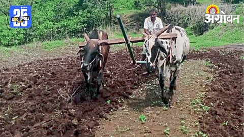 Traditional Farming