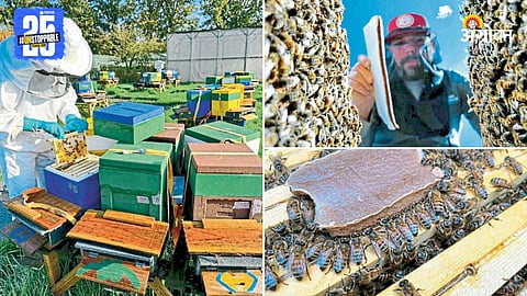 Bee Conservation