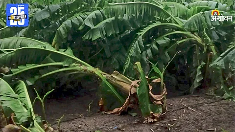 Rain Crop Damage