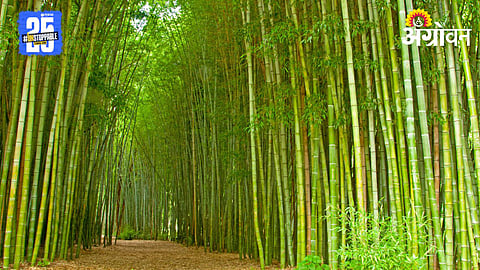 Bamboo Plantation