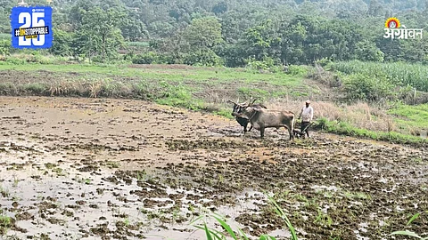 Paddy Farming