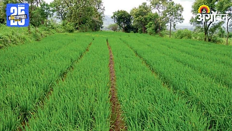 Seed Production