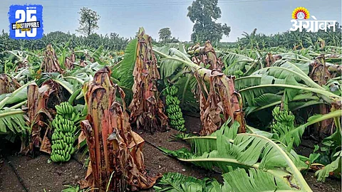 Crop Damage