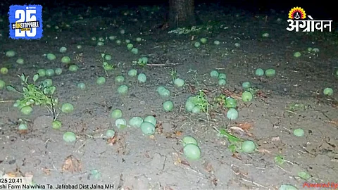 Crop Damage