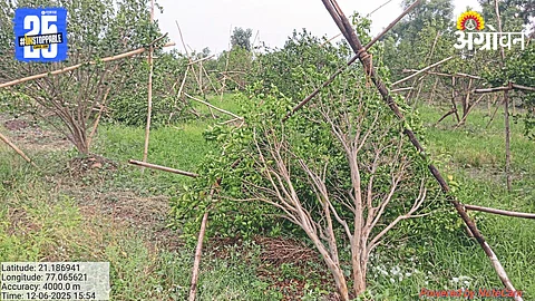 Crop Damage