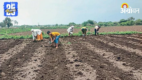 Kharif Sowing