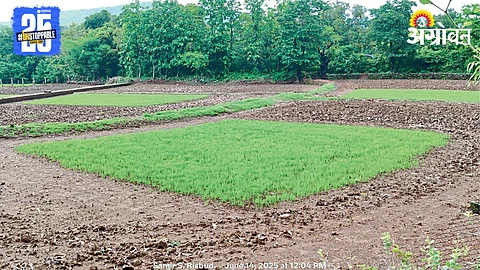 Paddy Plantation