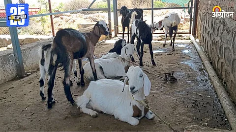 Goat and Sheeps