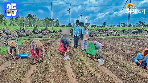 Paddy Farming