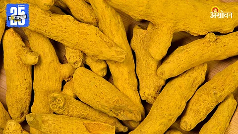 Turmeric