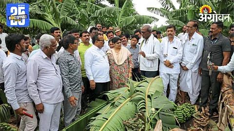 Crop Damage